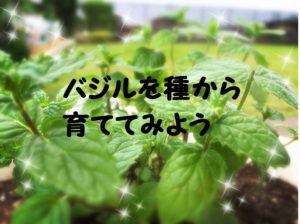 バジル栽培